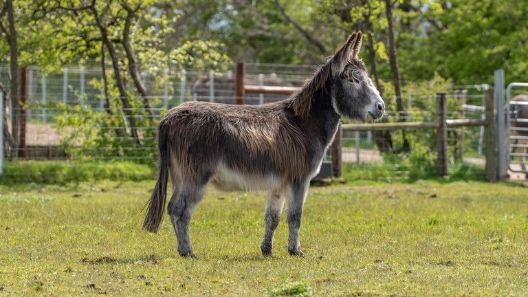 A brown donkey stood in a field