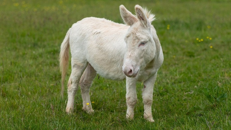 A white donkey with blue eyes in a field