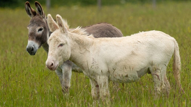 A white donkey with blue eyes in a field