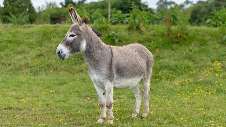 A grey donkey in a field
