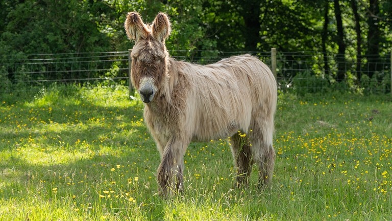 A Poitou donkey stood in a field