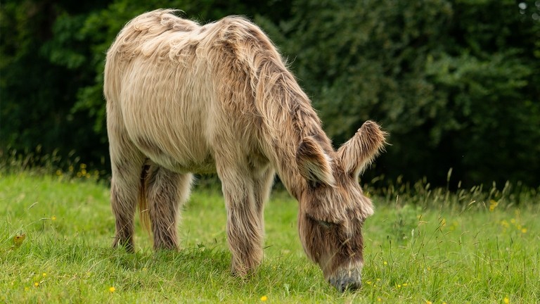 A Poitou donkey stood in a field