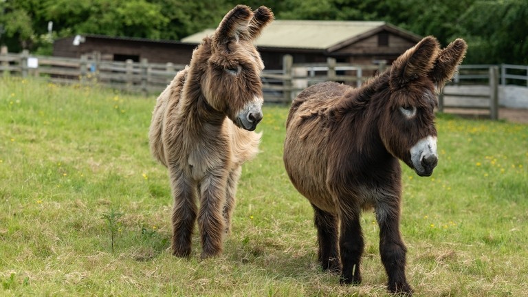 A Poitou donkey stood in a field