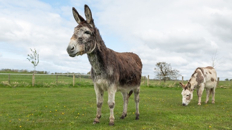 A brown and grey donkey stood in a field
