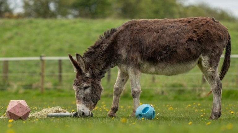 A brown and grey donkey stood in a field