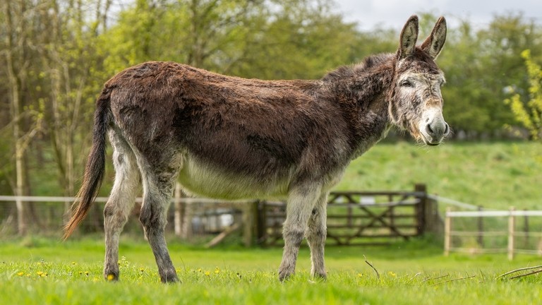A brown and grey donkey stood in a field