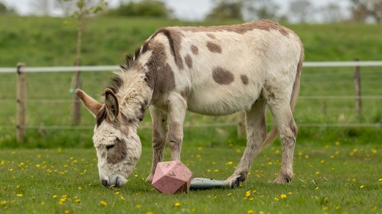 A skewbald donkey in a field