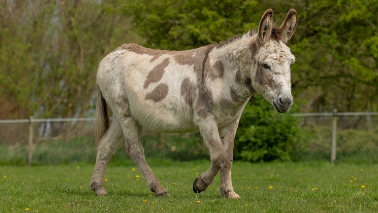 A skewbald donkey in a field