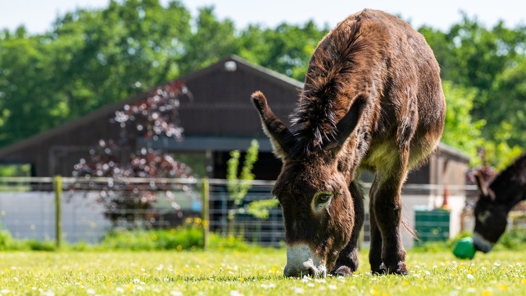 A dark brown donkey stood in a field