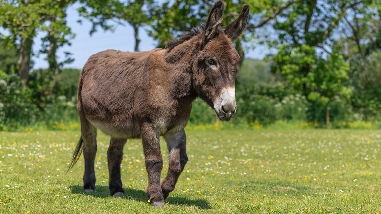 A dark brown donkey stood in a field