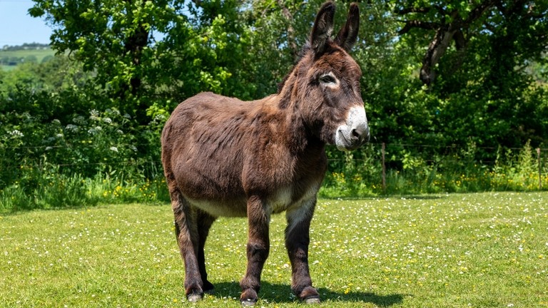 A dark brown donkey stood in a field