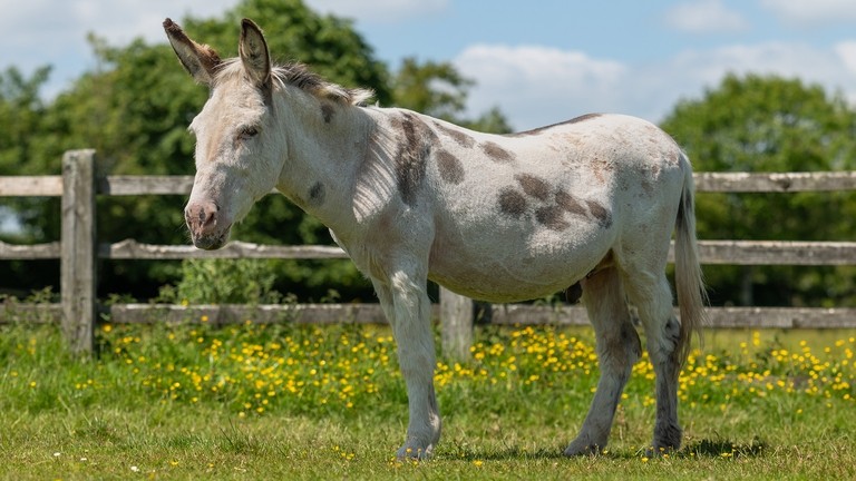 A skewbald donkey in a field with yellow flowers