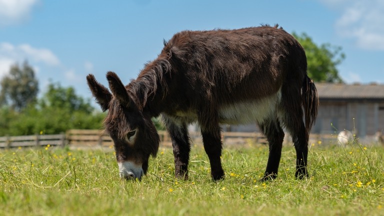 A dark brown donkey in a field