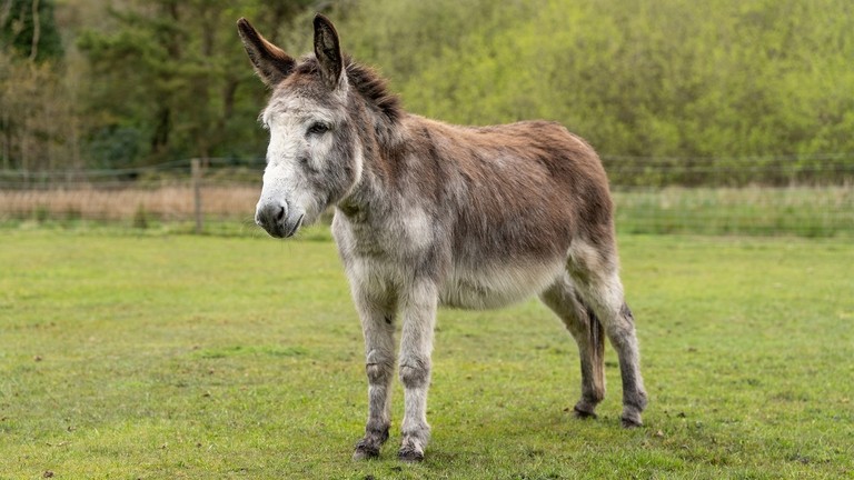  A brown donkey with a white nose in a field.
