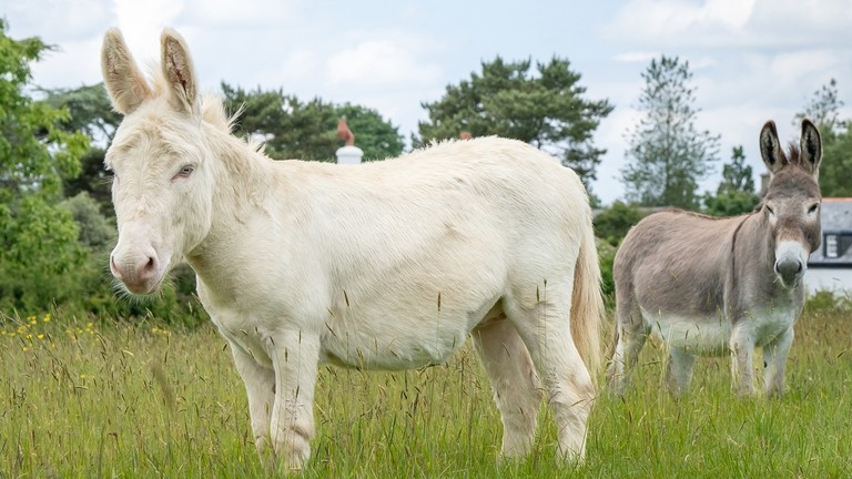 A white donkey with blue eyes in a field
