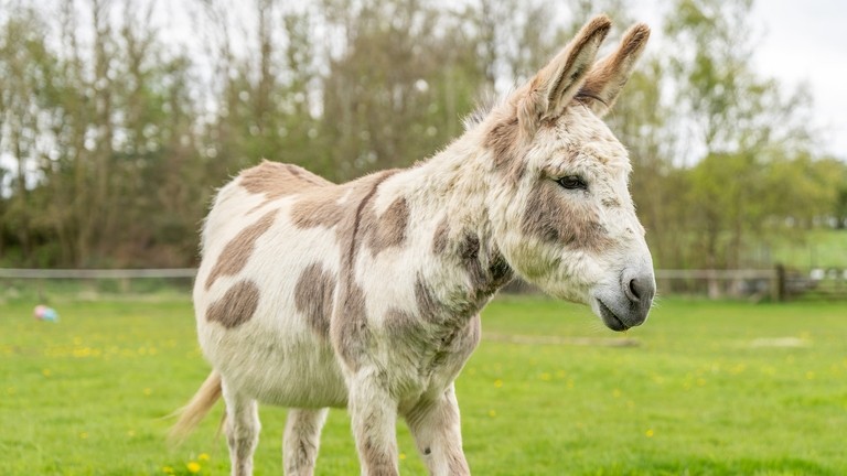 A skewbald donkey in a field