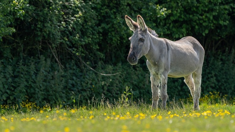 A grey donkey stood in a field