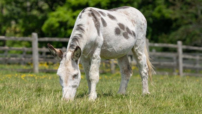 A skewbald donkey in a field with yellow flowers