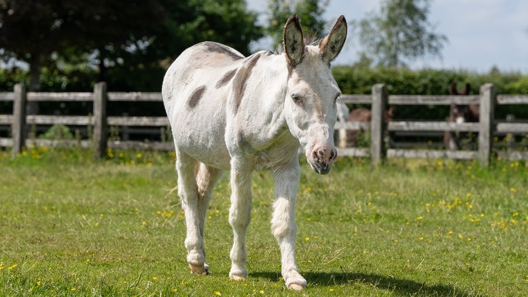 A skewbald donkey in a field with yellow flowers