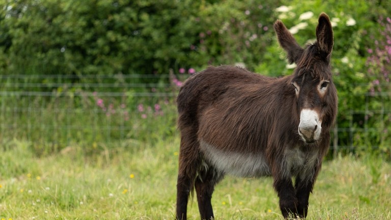 A dark brown donkey in a field