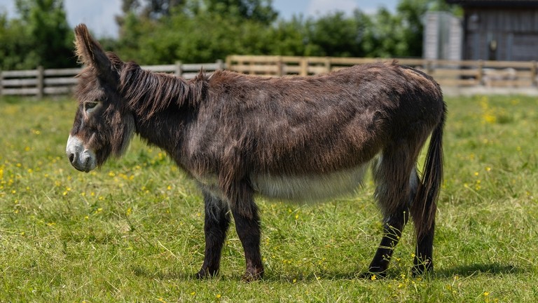 A dark brown donkey in a field