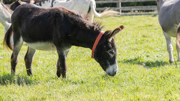 A brown donkey grazing in a field
