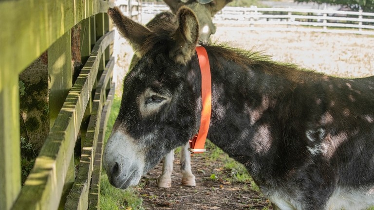 A brown donkey stood close to a fence