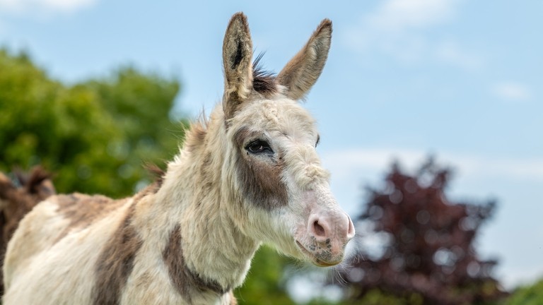 A close up headshot of a white donkey with brown spots