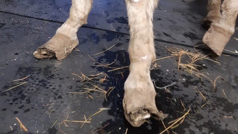 Overgrown and cracked donkey hooves