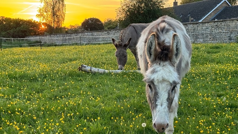 A white and brown donkey walking in a field with a brown donkey smelling a tree branch behind