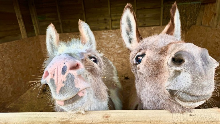 Two donkey resting their heads on a stable door