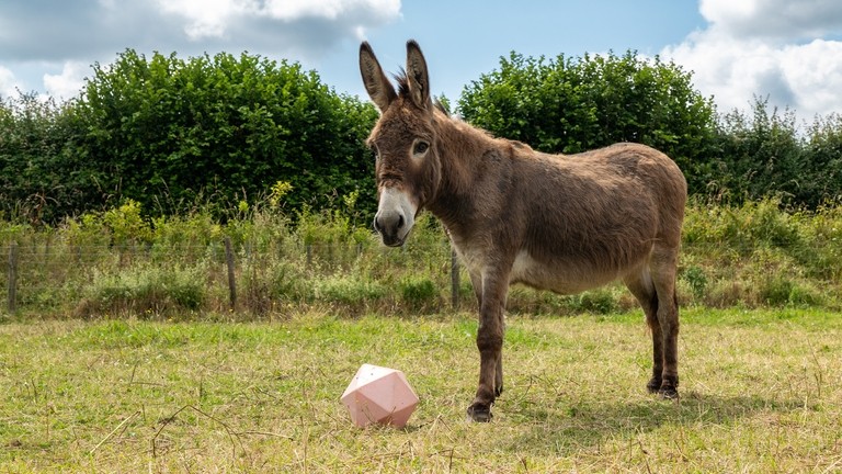 A brown donkey stood behind a treat ball in a field