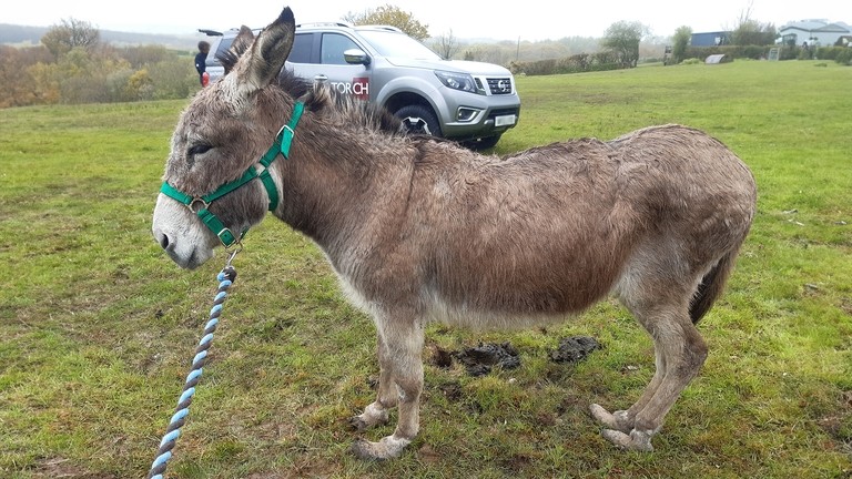 A brown donkey with severely overgrown hooves