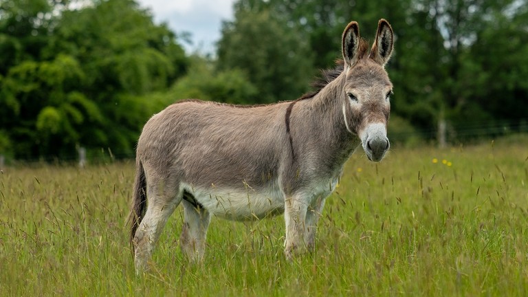 A grey donkey in a field