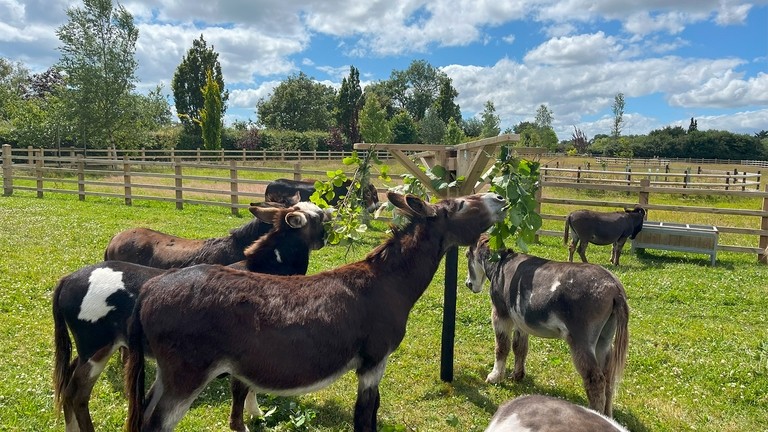 A group of donkeys eating from hazel branches hanging from whirligig