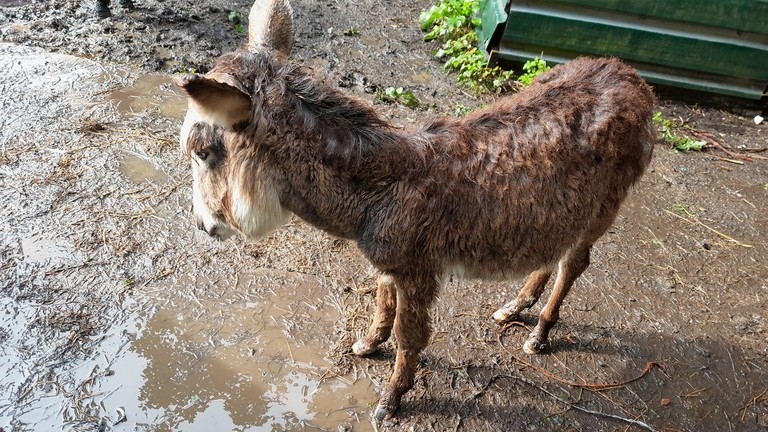 A small donkey foal that is wet and muddy