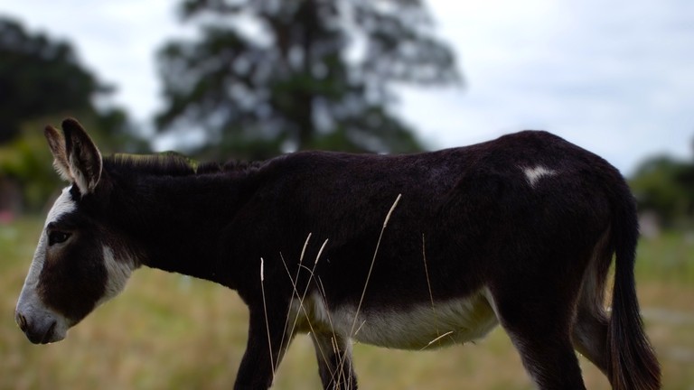 A dark brown donkey walking through a glass field