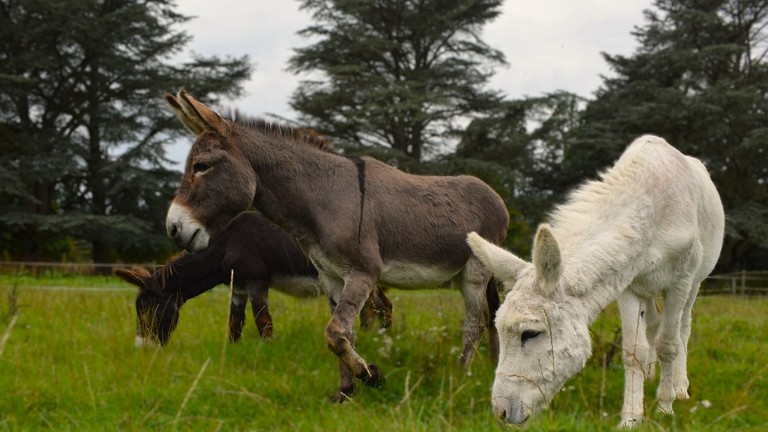 Three donkeys stood in a field