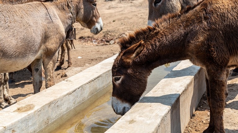 A dark brown donkey drinking from a water trough in Zimbabwe