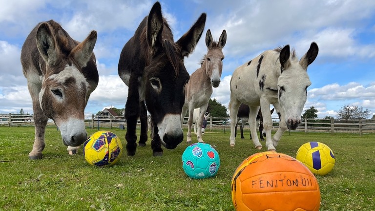 Four donkeys with their their noses to the floor looking at an orange football