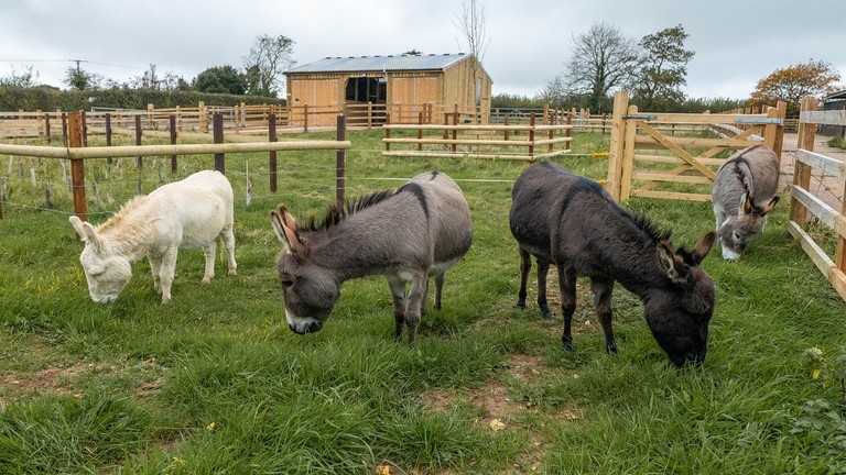 A white, black and two grey donkeys grazing in a paddock.