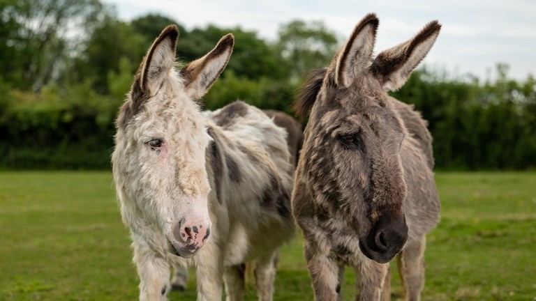 A white and brown donkey stood next to a brown donkey in a field
