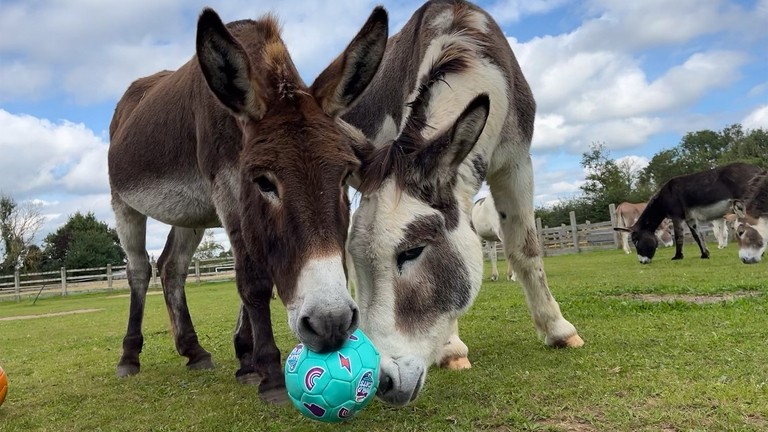 A white and grey donkey and a dark brown donkey playing with a blue football