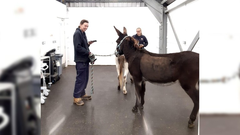 A brown donkey with a shaved stomach being led by a donkey grrom