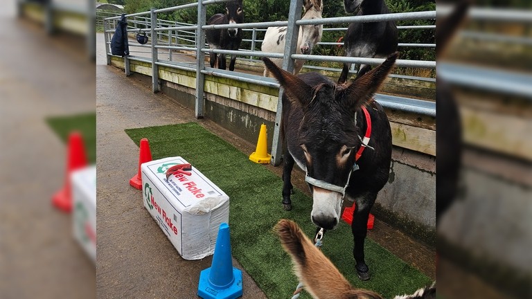 A brown donkey with a white nose stood on a strip of fake grass during behaviour training
