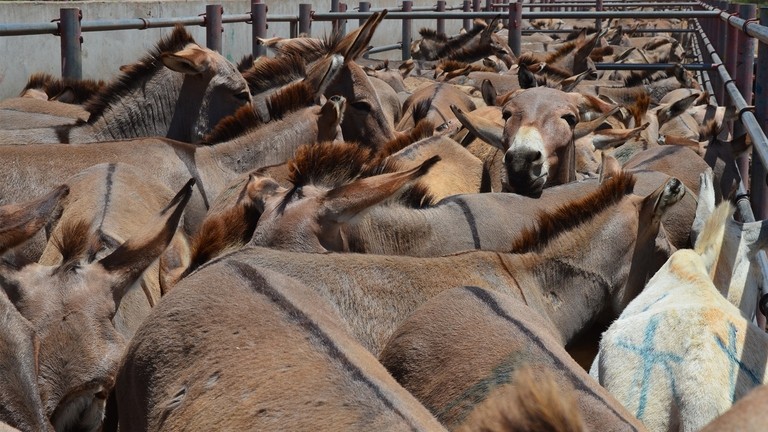 A group of donkeys cramped together in a holding pen at a slaughterhouse.
