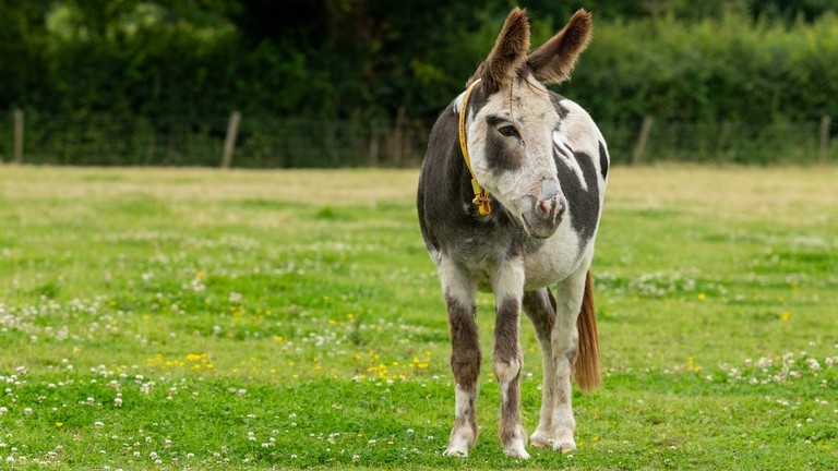 A white and brown skewbald donkey wearing a yellow collar stood in a grass paddock