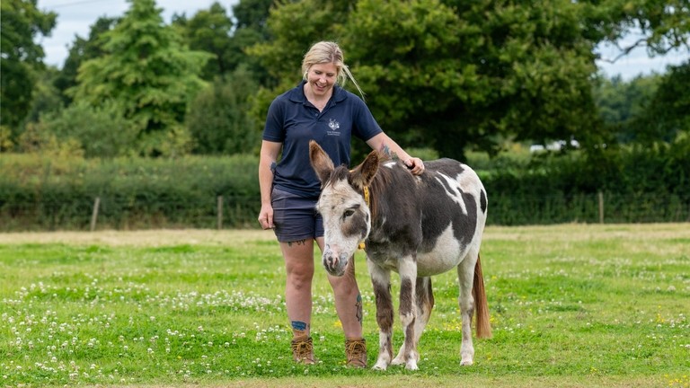 A female groom stood with her hand on the back of a white and brown skewbald donkey