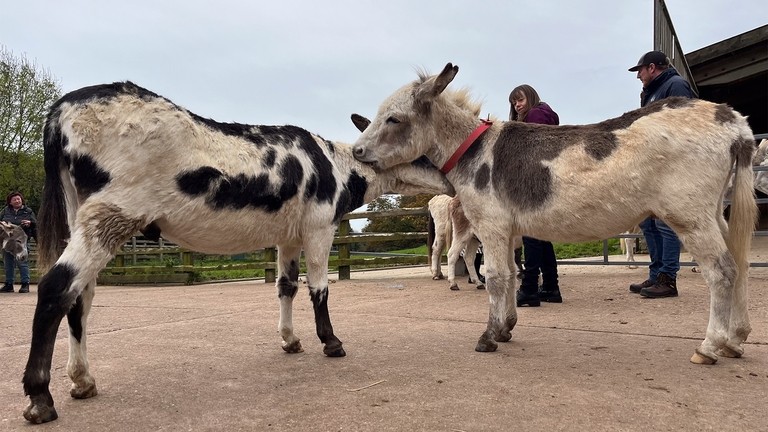 Two white and brown skewbald donkeys facing and grooming eachother
