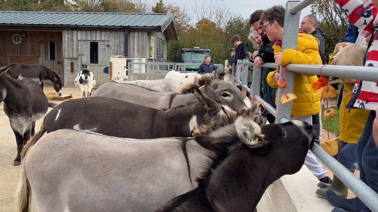 A group of donkeys eating food enrichment tied to a metal fence
